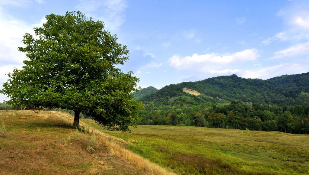 Pensiunea Tiuta Hotel Corbeni Bagian luar foto